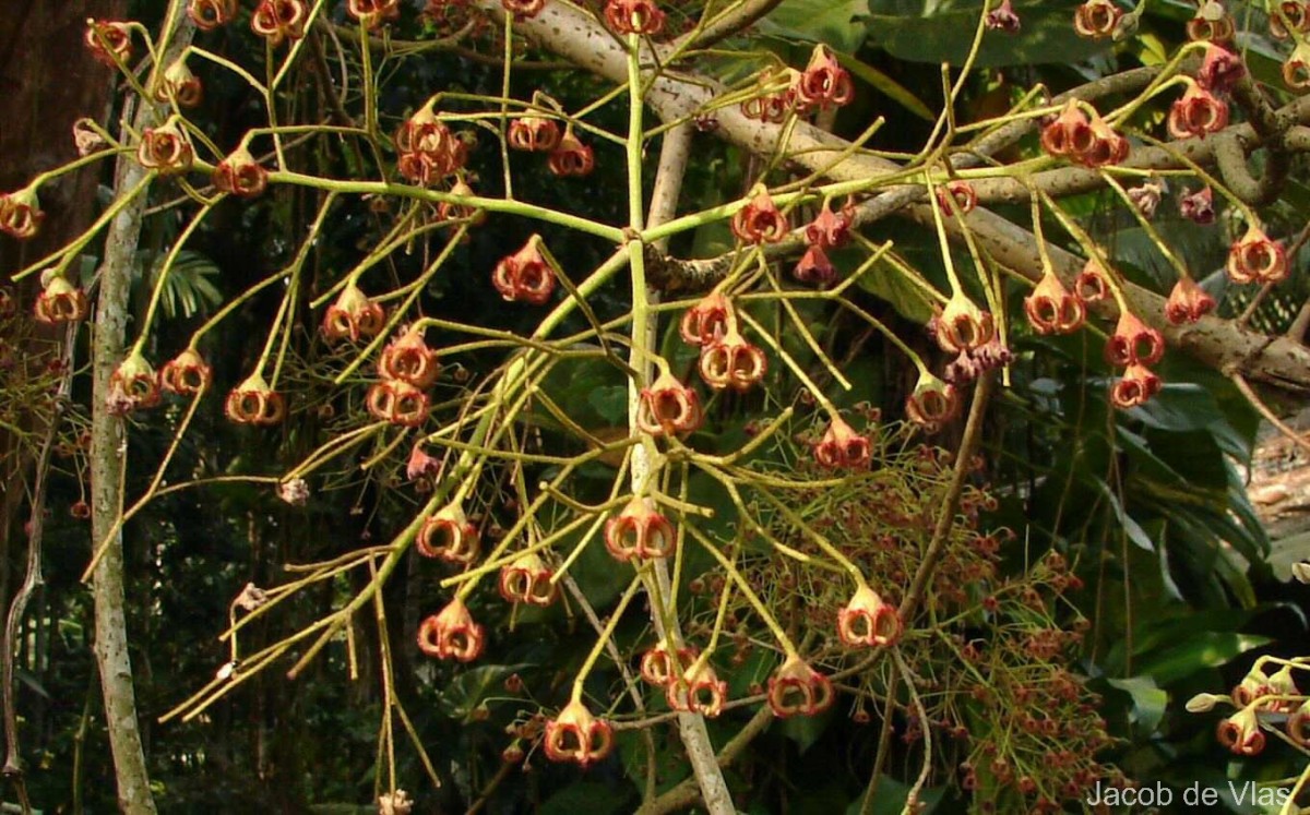 Sterculia balanghas L.